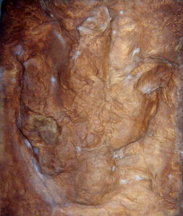 trex footprint